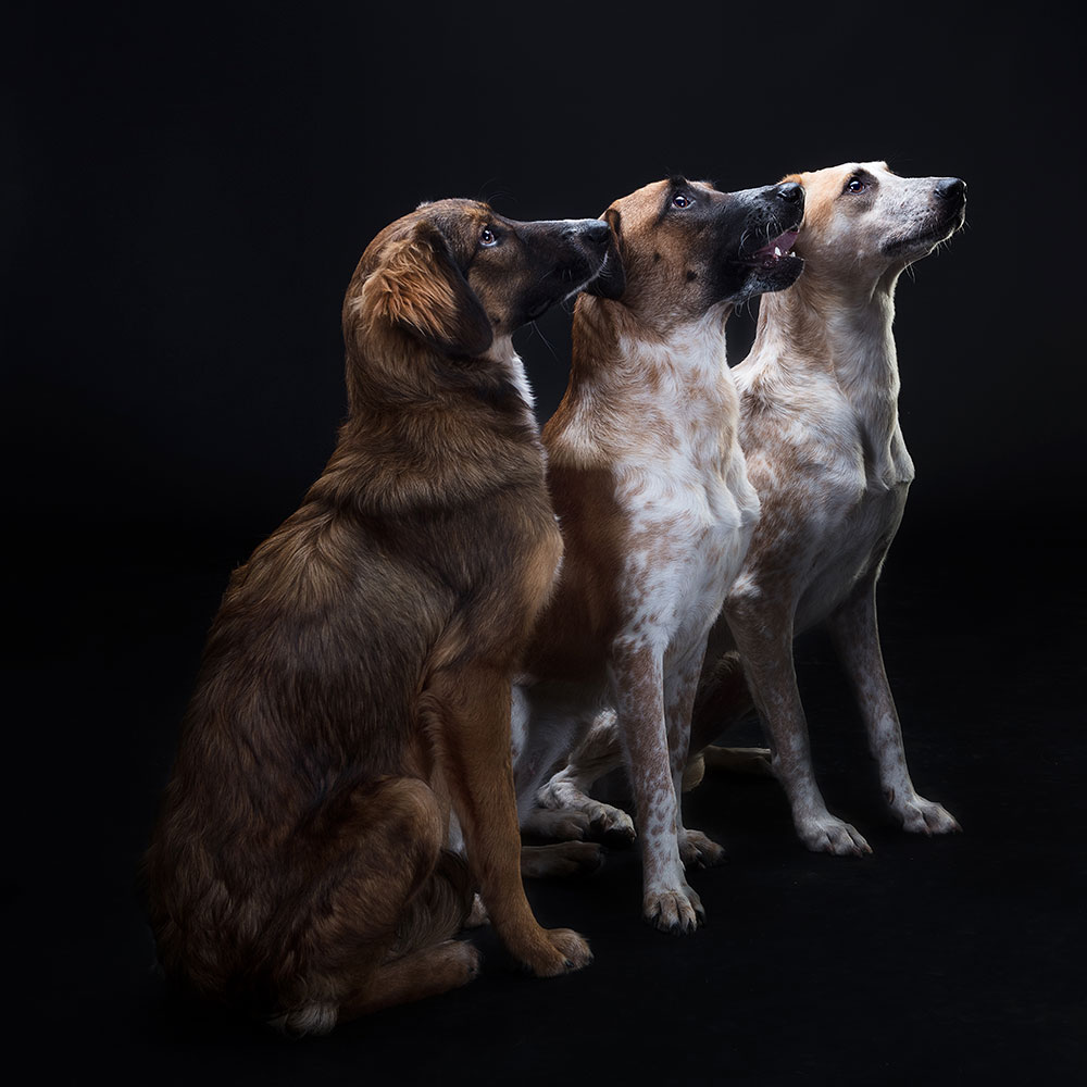 צילום כלבים בסטודיו מקצועי
