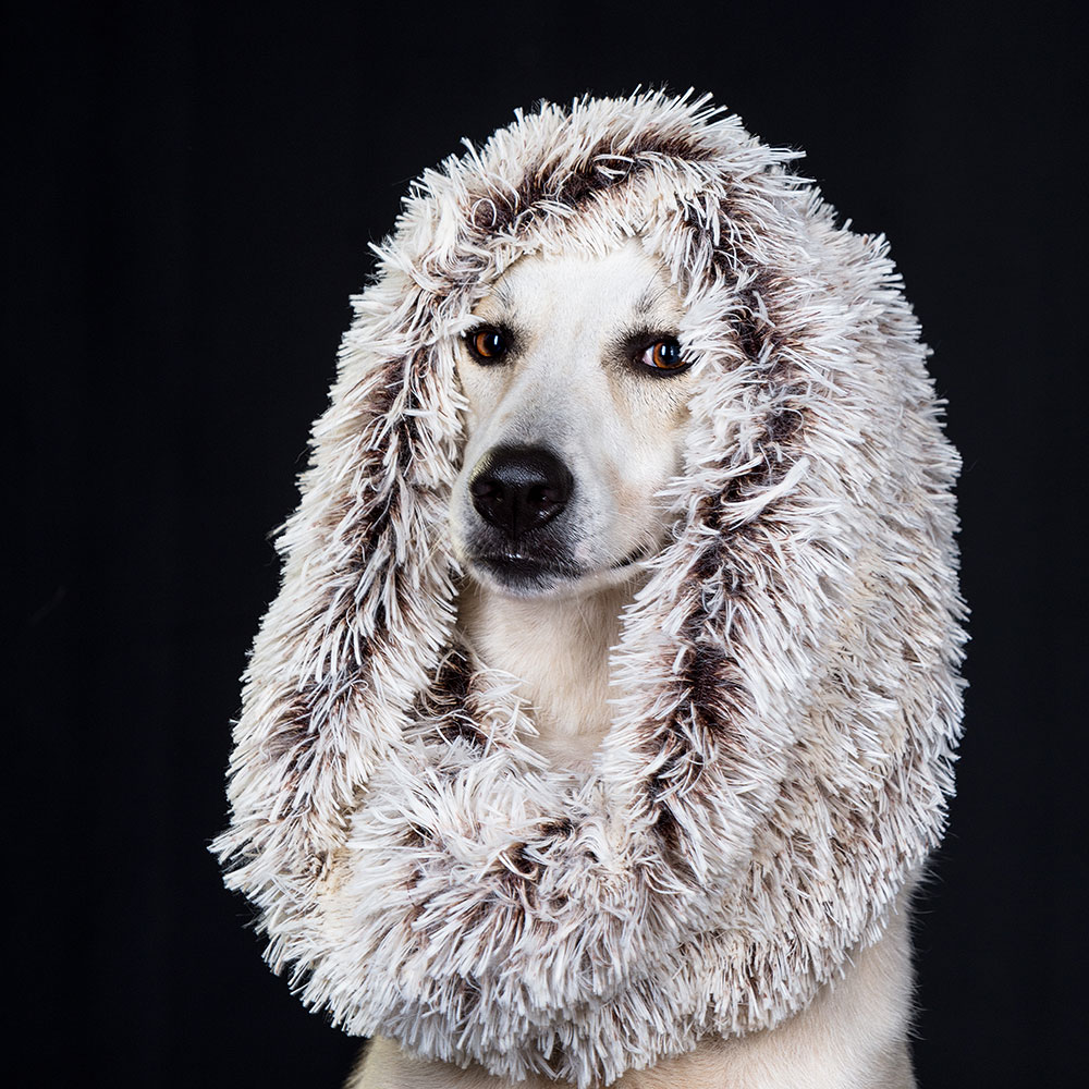 Alex Perelman Photographer www.petstudio.co.il צילום כלבים בסטודיו מקצועי